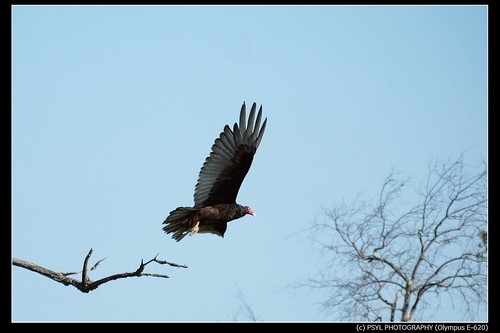 Turkey Vulture (Cathartes aura) taking off