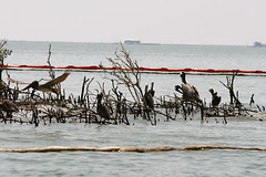 Brown Pelicans on Louisiana coast