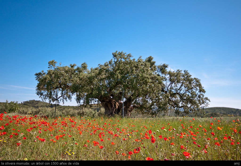 la olivera morruda: un árbol con 1500 años de vida