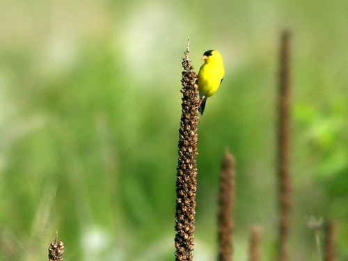 American Goldfinch 20100607