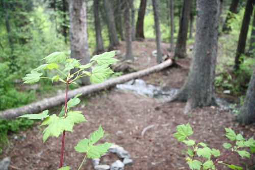 Leaf and Creek