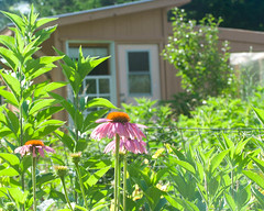 Coneflowers and Chicken Coop/Greenhouse