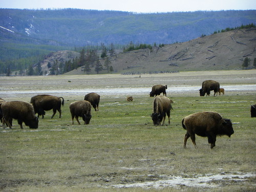 Herds of buffalo stopped traffic