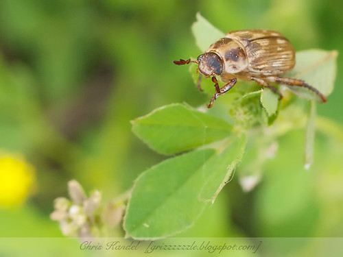 Beetle Pose 2