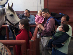 Horse at the Vet school Open House