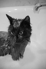 laver son chat dans un bain
