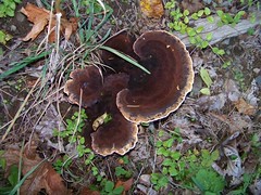 Wood fungi