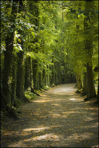 Forest path in Poland