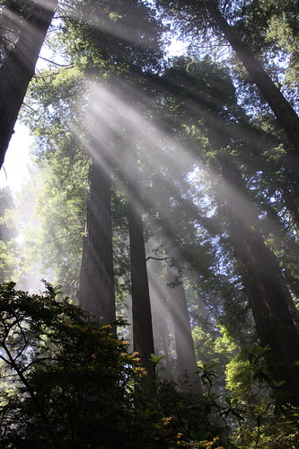 Redwoods State Park, CA