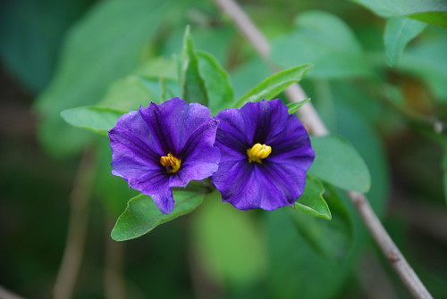 Purple Potato Plant Flowers