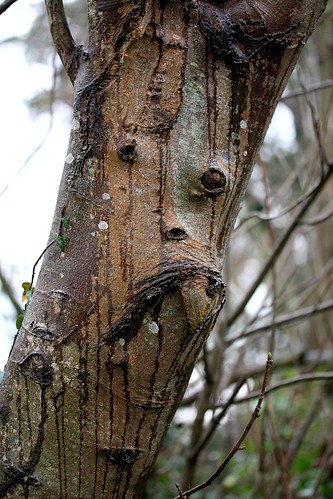 Tree Face (365/16)