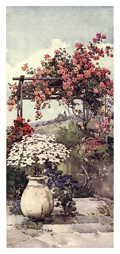 011- Enredadera de rosas en Santa Lucia Madeira-The flowers and gardens of Madeira - Du Cane Florence 1909