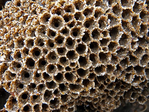11994 - Honeycomb Worms on Ogmore Beach