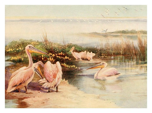 021-Pelicanos blancos-Egyptian birds for the most part seen in the Nile Valley (1909)- Charles Whymper