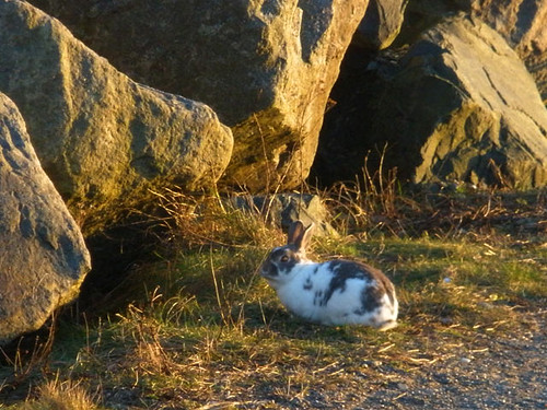 Wild rabbit on Newcastle beach