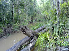 Along the Old North Road: Mosquito Creek