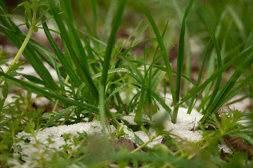 Snow in the Grass