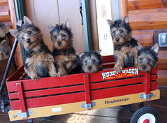 Gabby, Scout, Benny, Bea and Cody 1 (2)