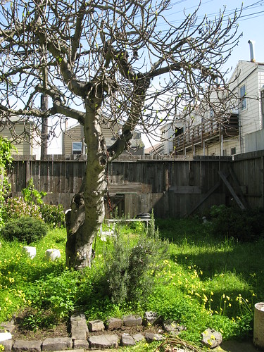 Our San Francisco backyard, the fig tree is bare