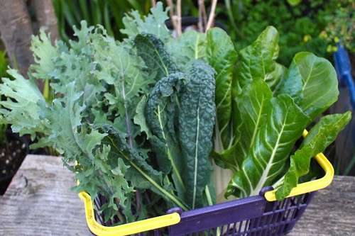 Harvested Kale & Swiss Chard