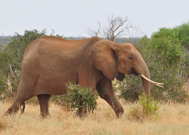 Loxodonta africana - African Bush Elephant or African Savanna Elephant - &nbsp;Éléphant de savane d'Afrique - 22/02/10