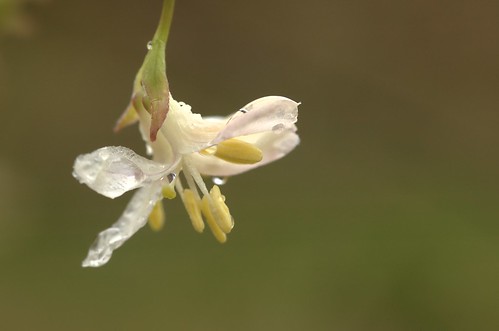 Lonicera fragrantissima | Winterkamperfoelie - Winter honeysuckle