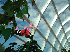 Sophia M. Sachs Butterfly House