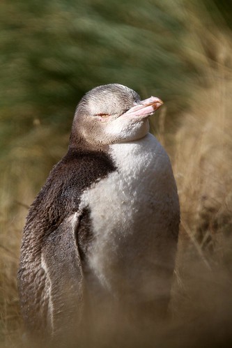Moulting Juvenile Yellow Eyed Penguin