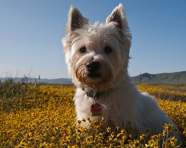 Dog Mackenzie in Carrizo Plain Wildflowers-1