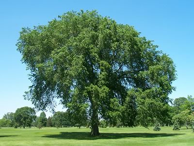 american elm tree identification. american elm tree bark.