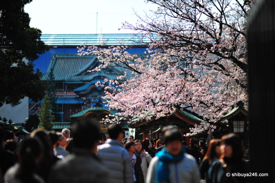 Toshogu Shrine standing behind the sakura tree.