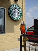 Starbucks Parrot