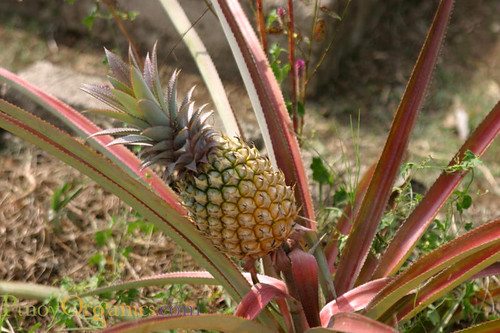 Herbana - pineapple