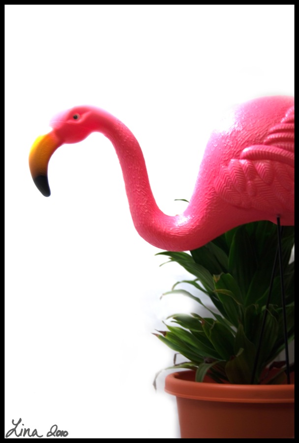 Day 102 - April 12th - Flamingo