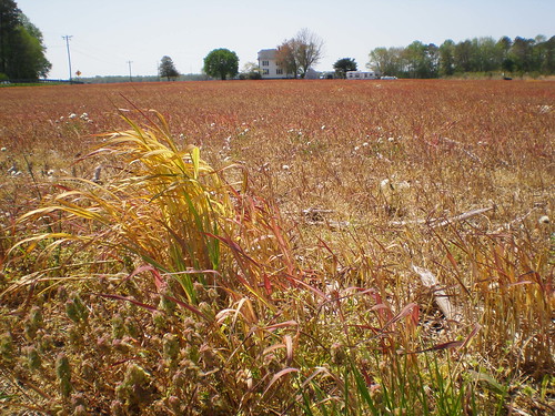 Red field at the end of Five Mile Branch