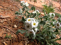 Canyonland flowers-5