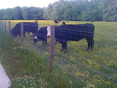  Cows