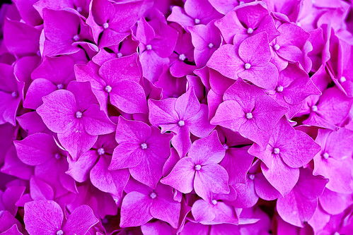  フリー写真素材, 花・植物, アジサイ科, 紫陽花・アジサイ, ピンク色の花,  