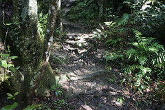 大崙頭尾山「手做」自然步道-荒野保護協會提供