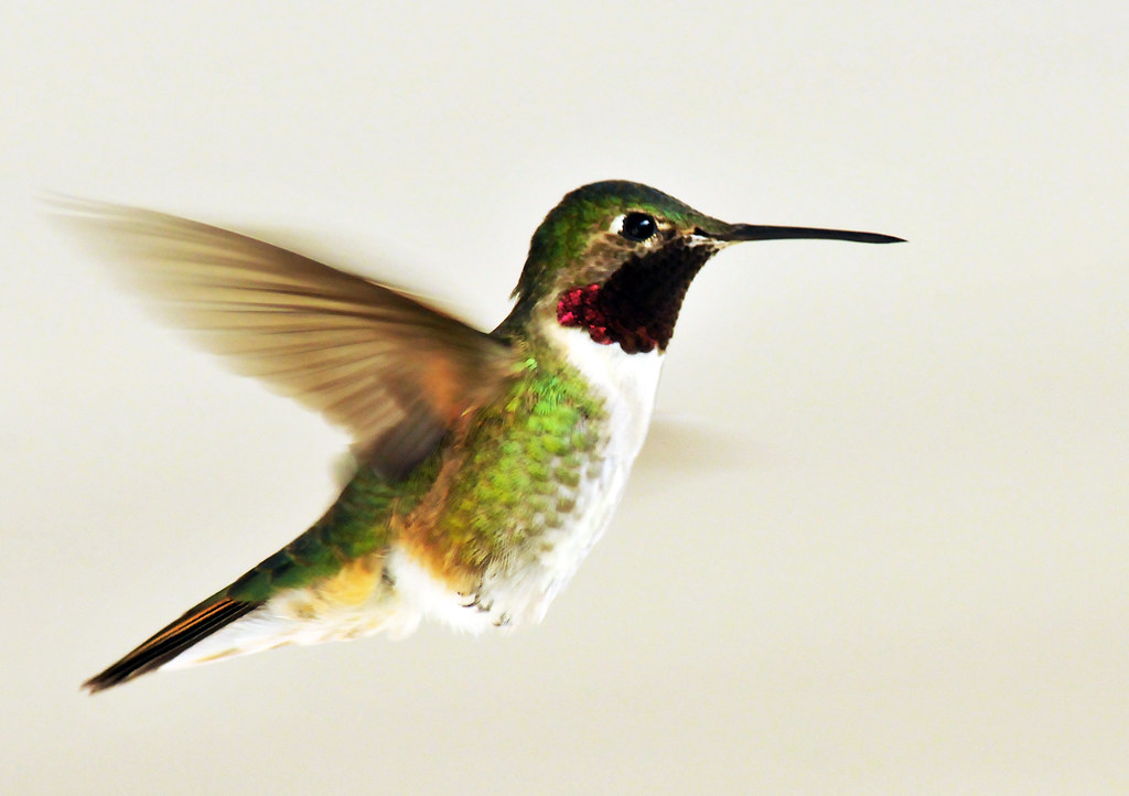 broad tailed hummingbird male flight