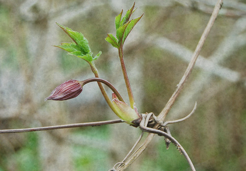Magnolia (Photo by iHanna - Hanna Andersson)