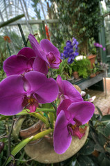 Purple Orchids at Biltmore Greenhouse