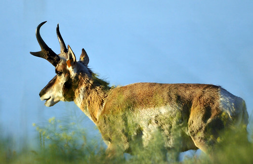 pronghorn antelope male antelope island 3