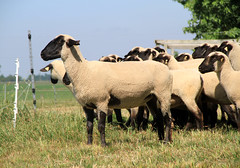 Hampshire ewes