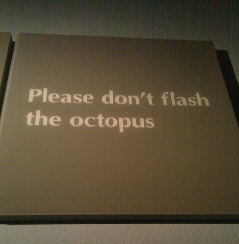 Please don't flash the octopus