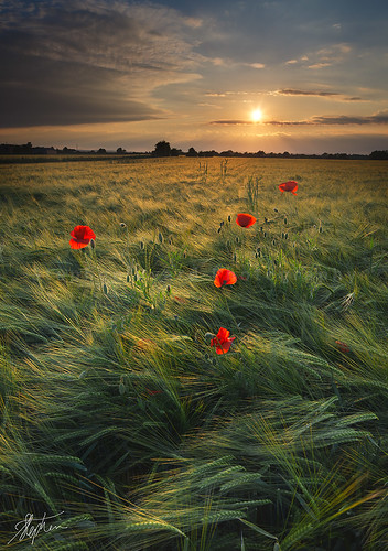 Poppies at sunset 3 [Seen in Explore] / Stephen Byard
