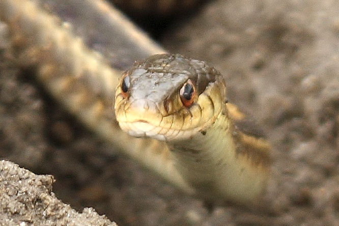 Common garter snake (11)
