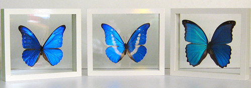 Blue Morpho Butterfly Set, Morpho rhetenor cacica, helena and didius