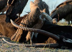 Vultures and Sable Carcass, Chobe National Park, Botswana.