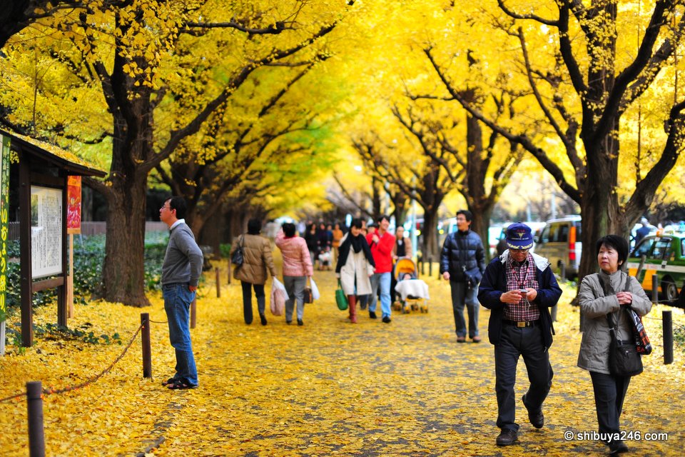 Autumn in Aoyama